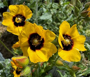 Halimium 'Susan'